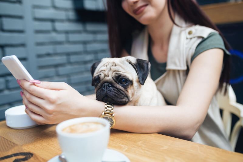 Best Dog Friendly Restaurants Vancouver