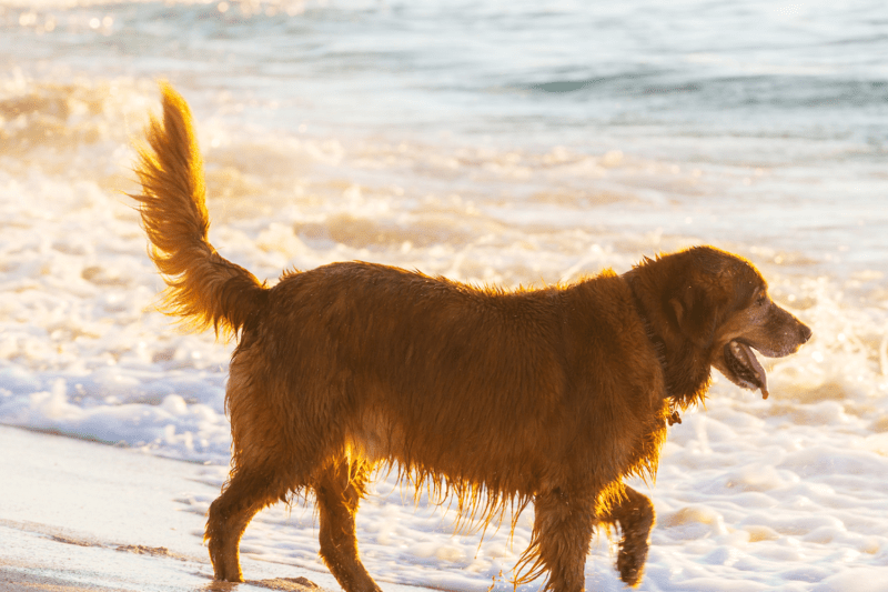 Best Dog Friendly Seaside Towns Uk