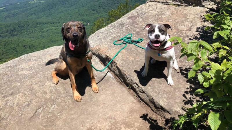 Best Dog Friendly Trails Shenandoah National Park