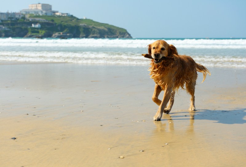 Best Dog Friendly Vacations In The South