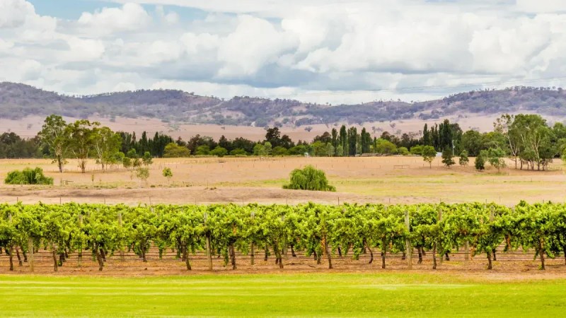 Best Dog Friendly Wineries Hunter Valley