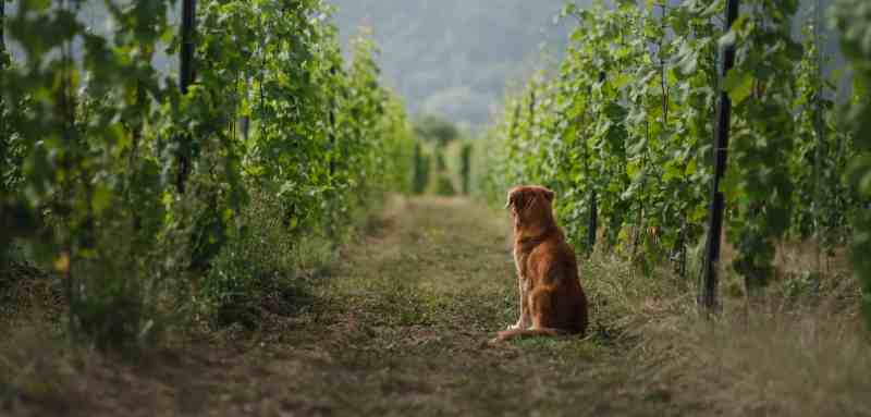 Best Dog Friendly Wineries In Paso Robles