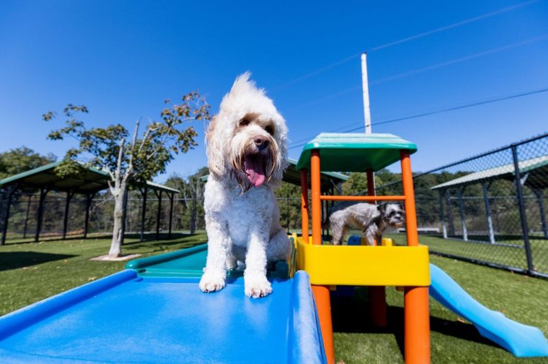 Best Dog Resorts In Usa