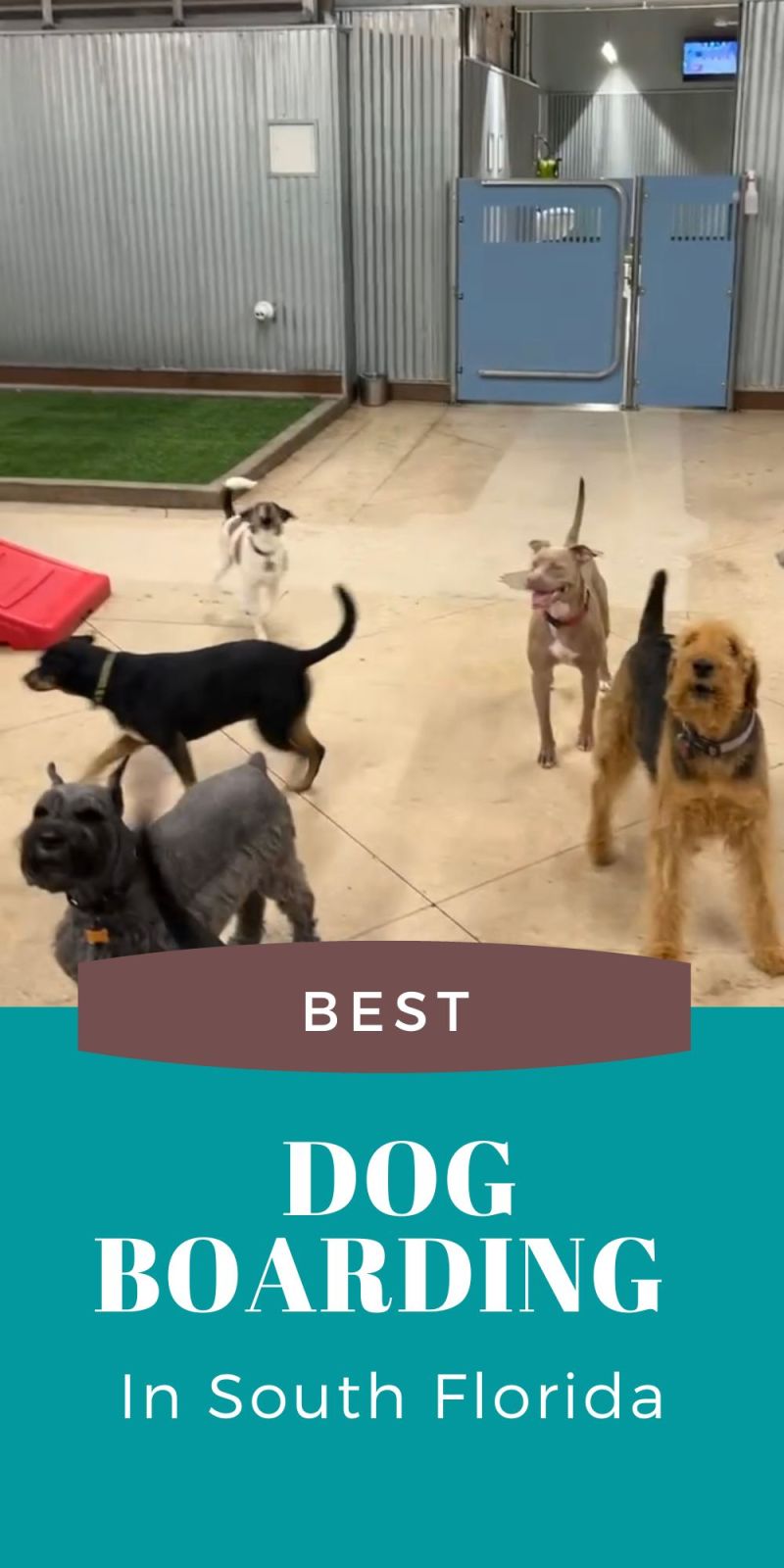 Best Dog Resorts Near Me