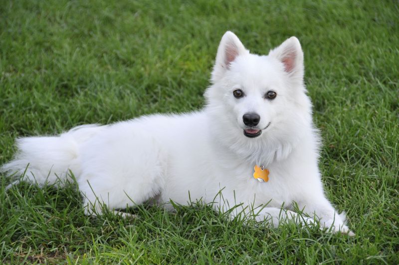 Best Friendly Dog In India