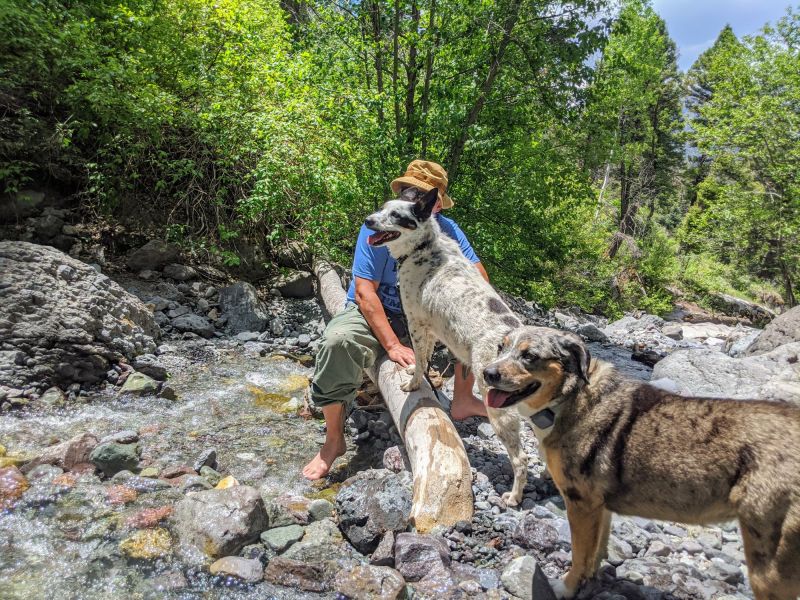 Best Hiking Vacations With Dogs