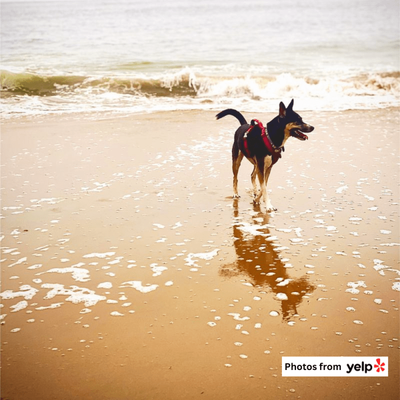 Best Pet Friendly Beaches On The East Coast