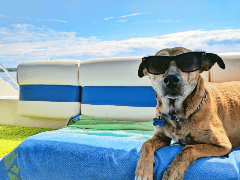 Best Pet Friendly Resorts In Us