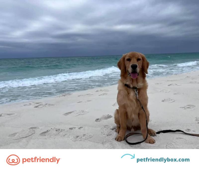 Best Pet Friendly Vacations Near Me