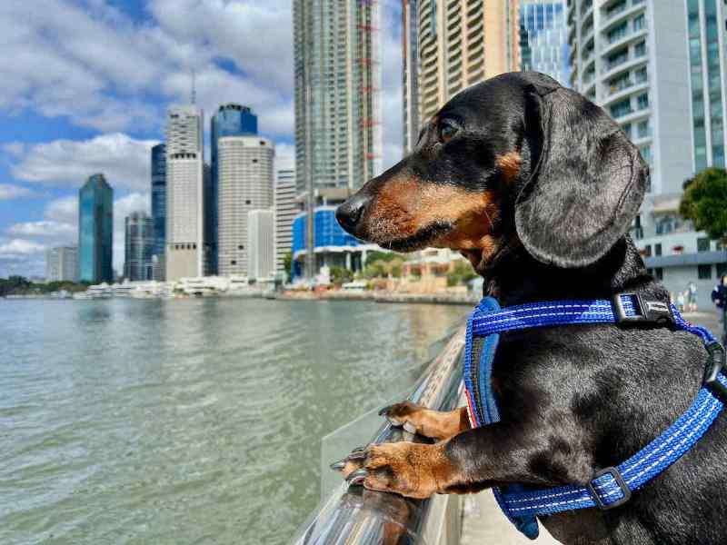 Day Trips With Dogs Brisbane