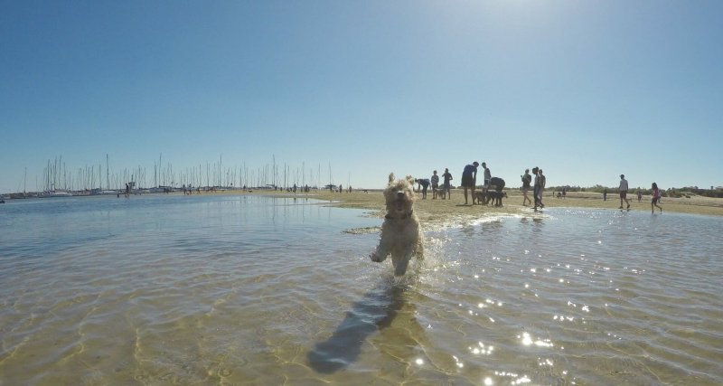 Day Trips With Dogs Melbourne