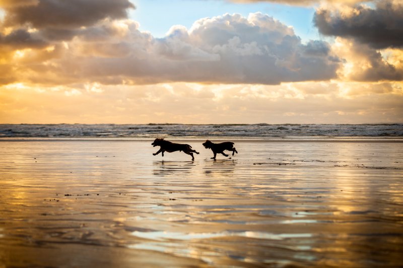 Dog Friendly Beaches East Devon