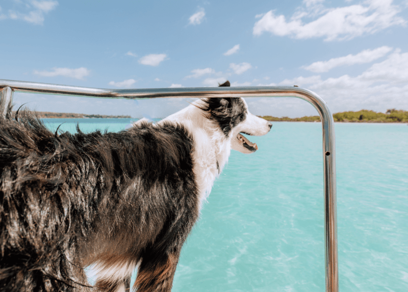 Dog Friendly Boat Trips Near Me