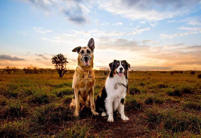 Dog Friendly Cabin Qld