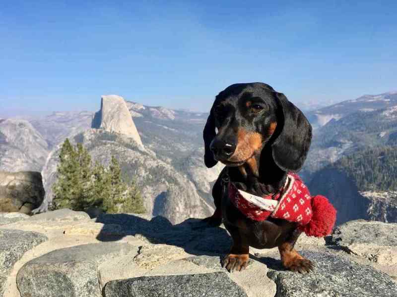 Dog Friendly Cabin Yosemite