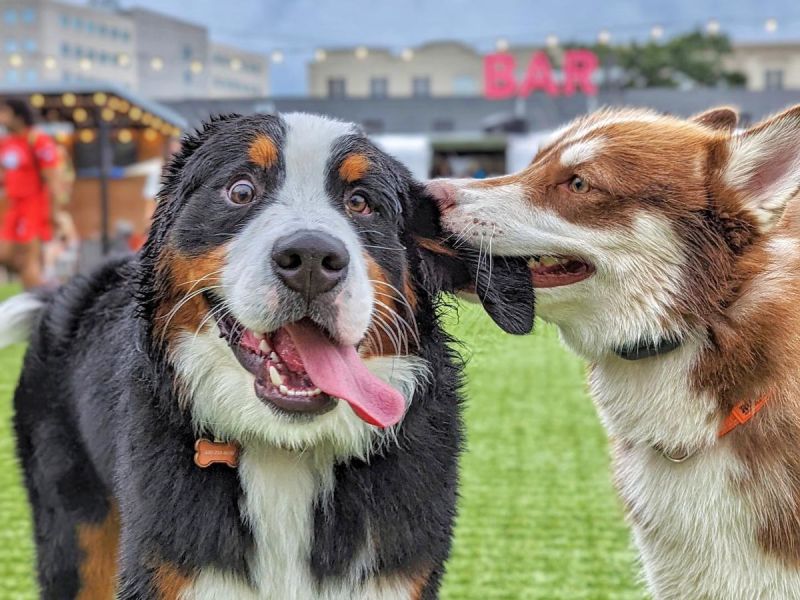 Dog Friendly Cafe Near Me Open Now