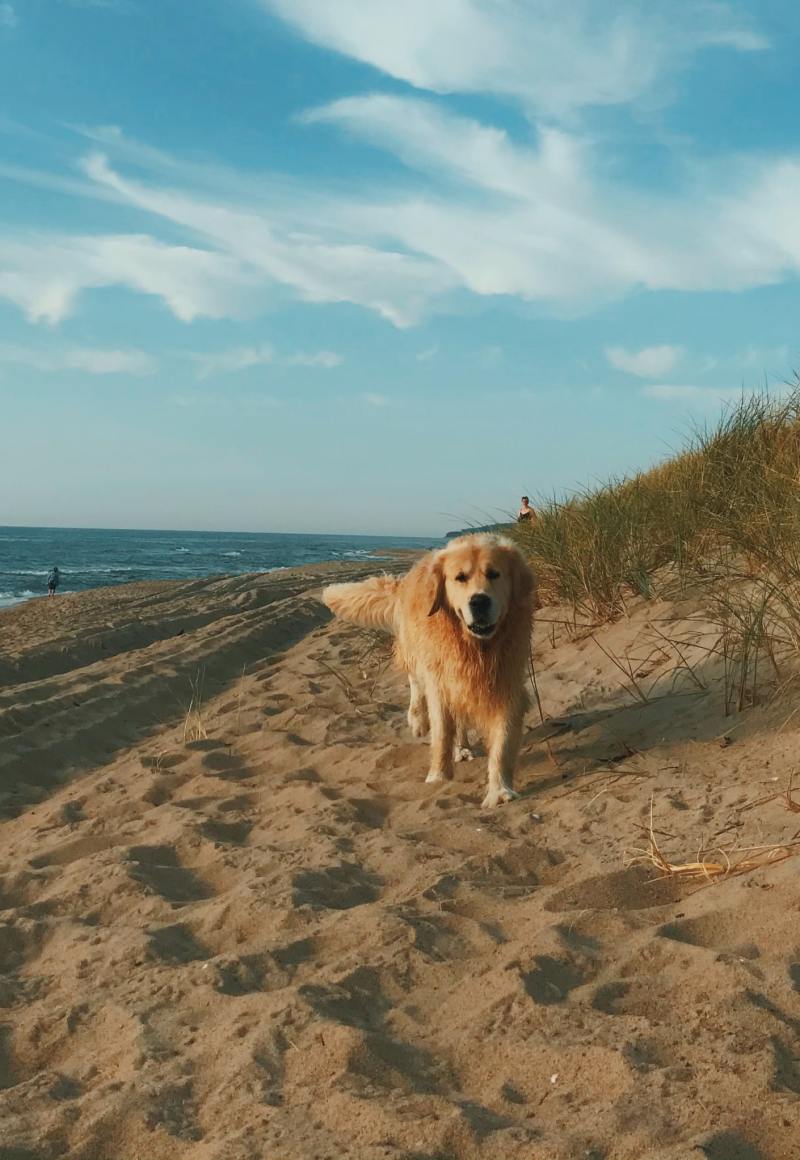 Dog Friendly Destinations Near Me