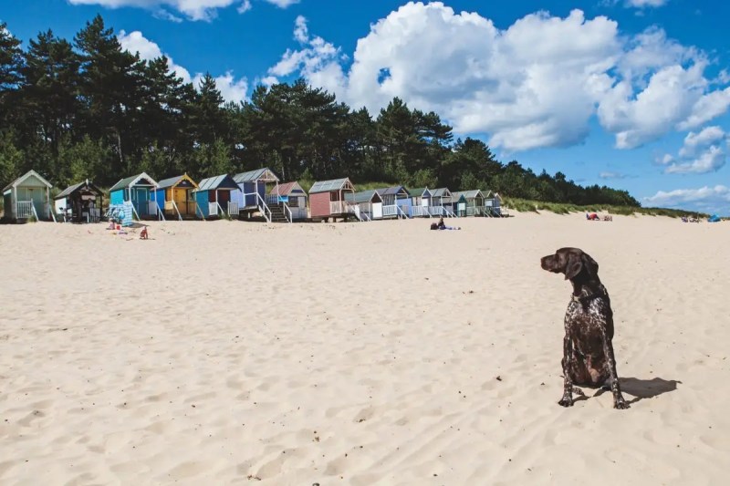 Dog Friendly Family Holidays Uk