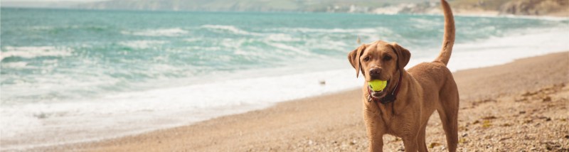 Dog Friendly Holidays Abroad