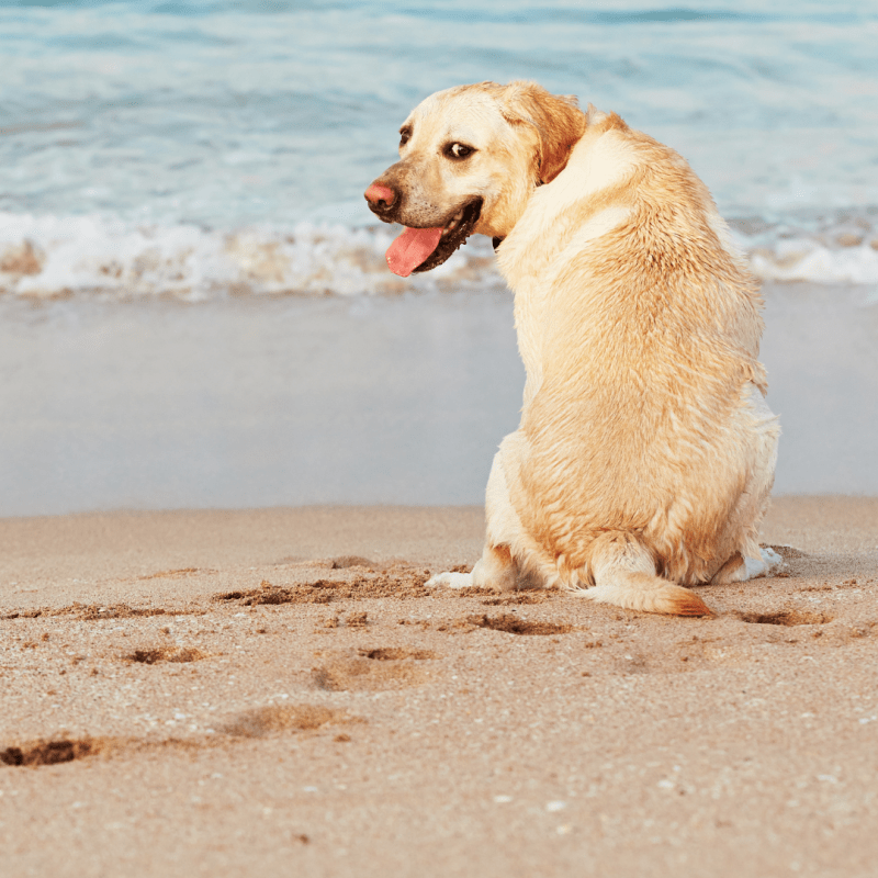 Dog Friendly Holidays By The Sea