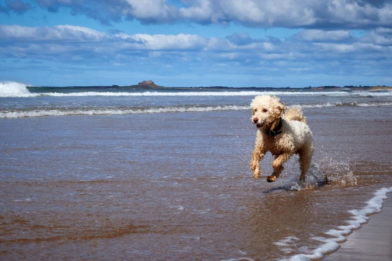 Dog Friendly Holidays Dorset