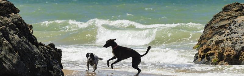 Dog Friendly Holidays Gower Peninsula