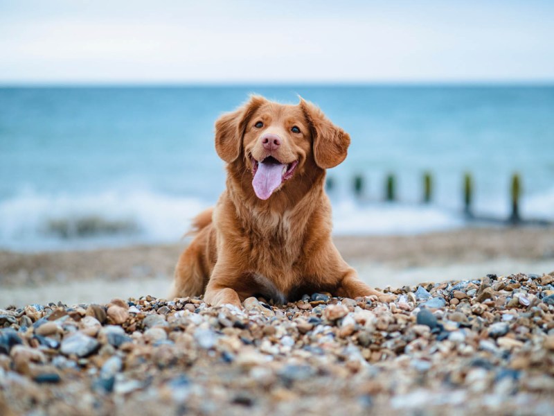 Dog Friendly Holidays Lincolnshire