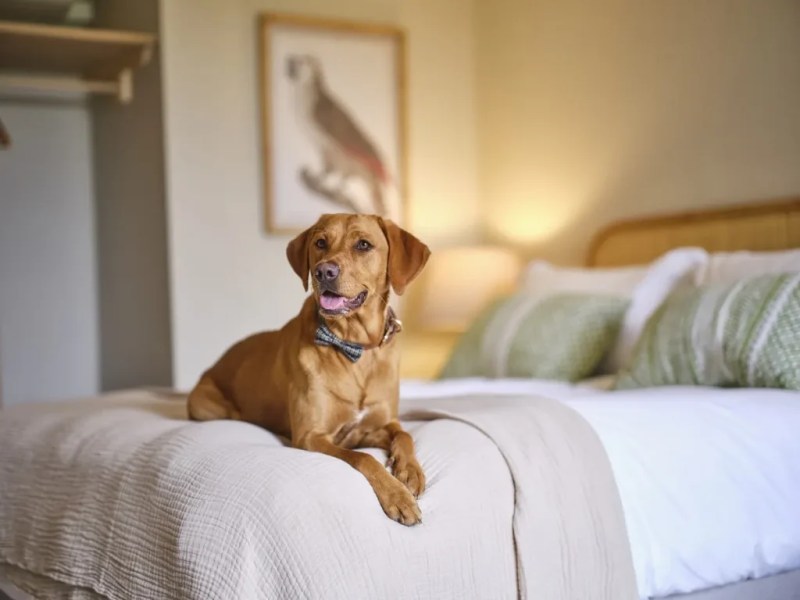 Dog Friendly Hotels East Yorkshire