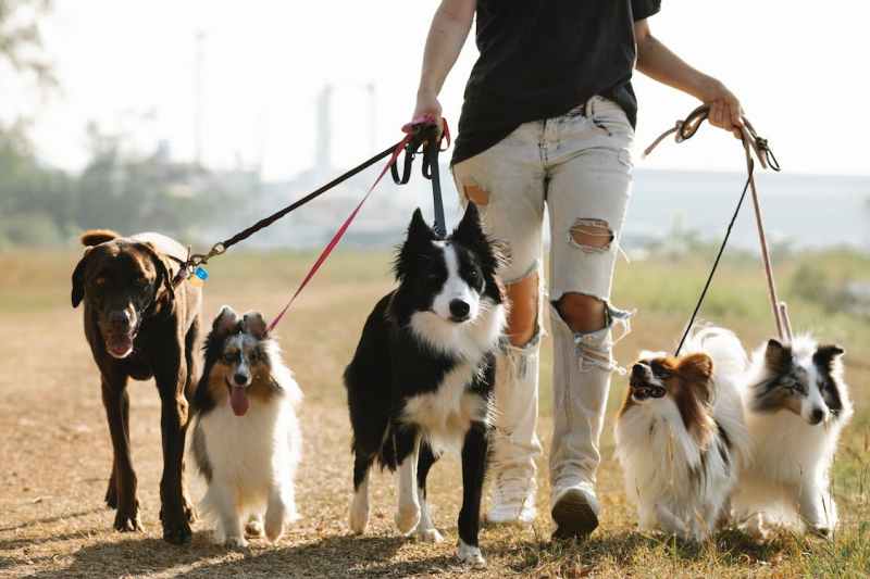 Dog Friendly Places To Go Near Me