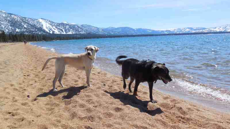 Dog Friendly Places To Stay In Tahoe