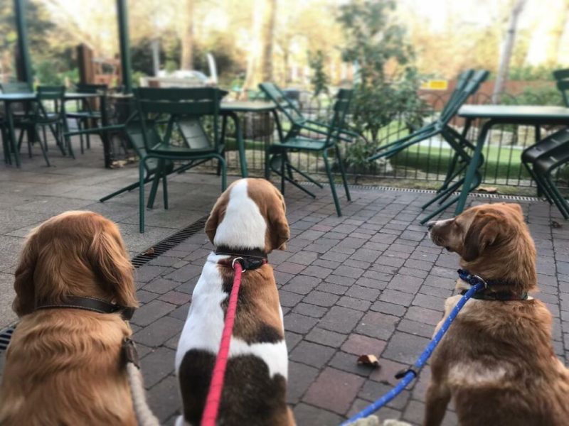 Dog Friendly Places To Visit In The Us