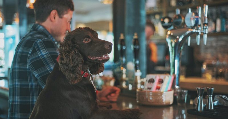 Dog Friendly Pubs Near Me That Serve Food