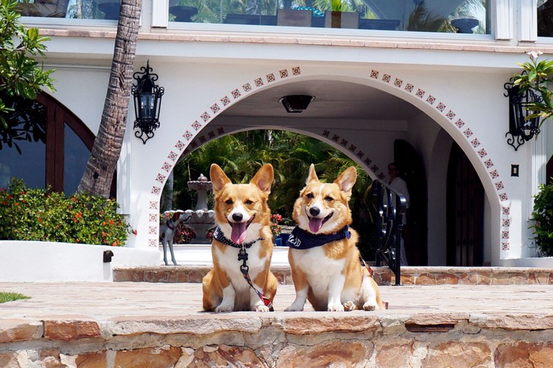 Dog Friendly Resorts In Mexico