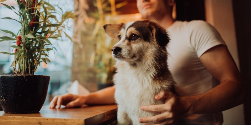 Dog Friendly Restaurants And Bars Near Me