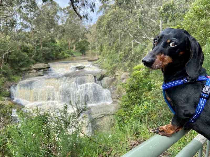 Dog Friendly Trips Victoria