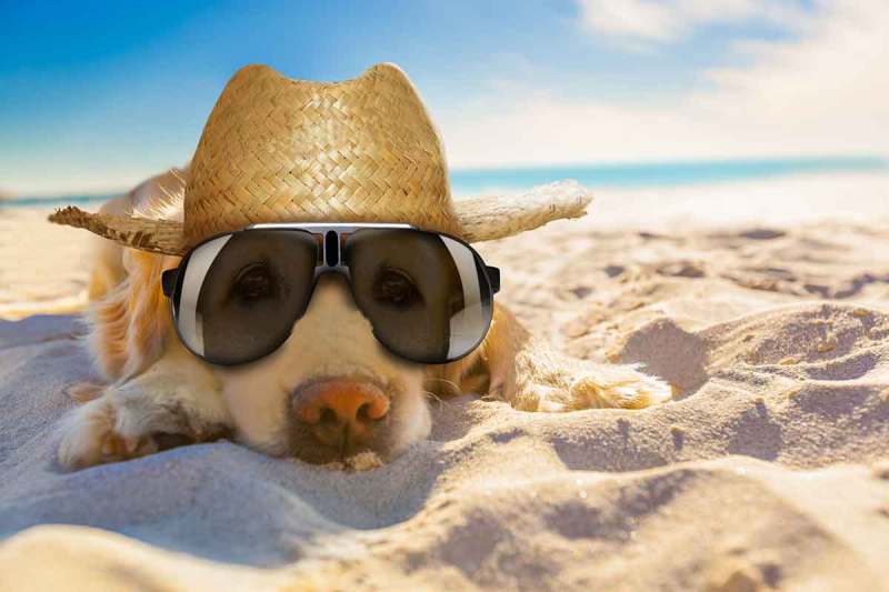 Dog Friendly Vacation Ideas East Coast