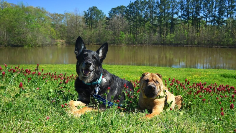 Dog Friendly Vacation Spots In Tennessee