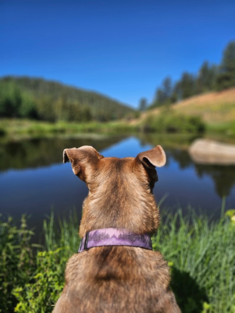 Dog Friendly Vacations In Colorado