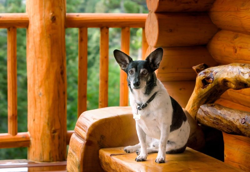 Dog Friendly Vacations In Kentucky