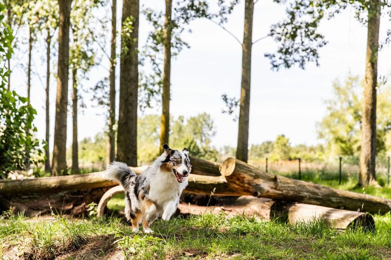 Dog-friendly Vacations In The South