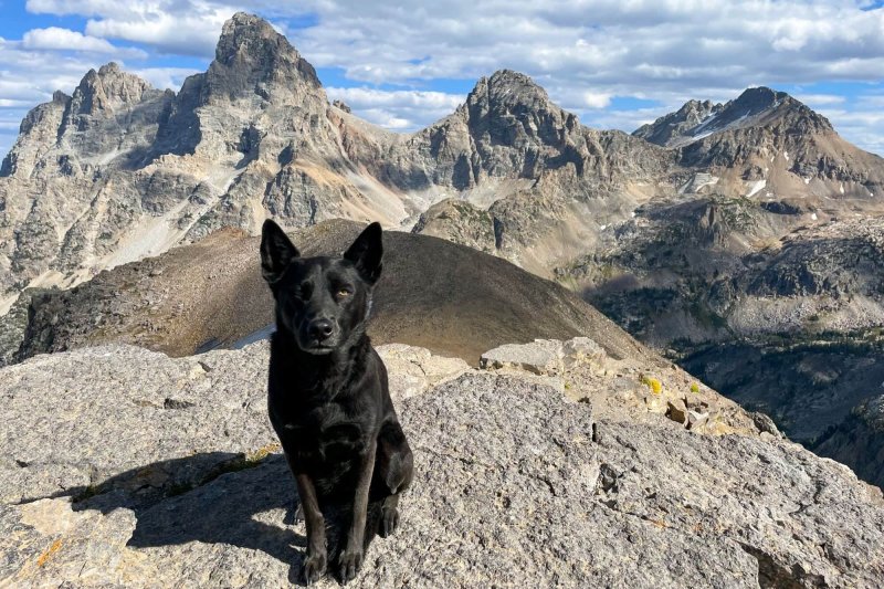 Dog Friendly Vacations Wyoming