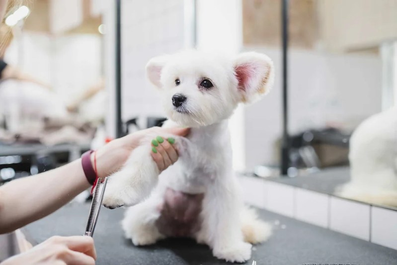 Dog Groomers That Don’t Require Vaccinations Near Me