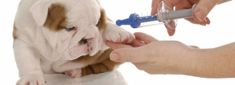 Dog Grooming And Vaccinations Near Me