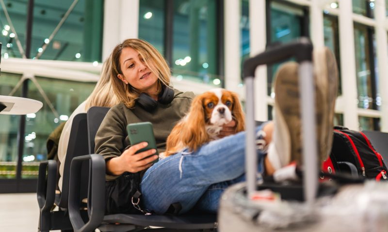 Dog Travel Company Reviews