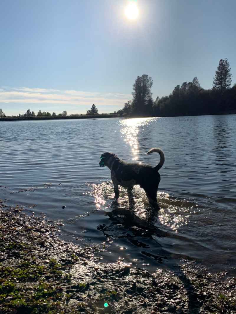 Dog Vacations California