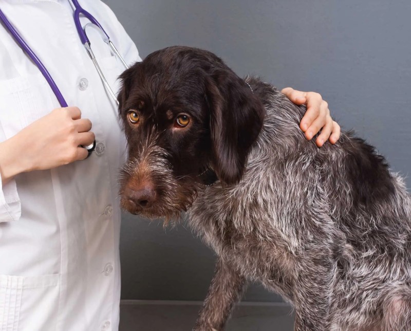 How Much Does It Cost To Have My Dog Spayed