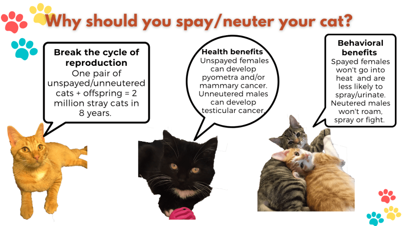 How Much Does It Cost To Have Your Cat Spayed