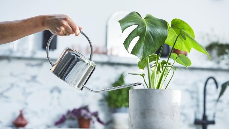 How To Keep Indoor Plants Watered While On Vacation