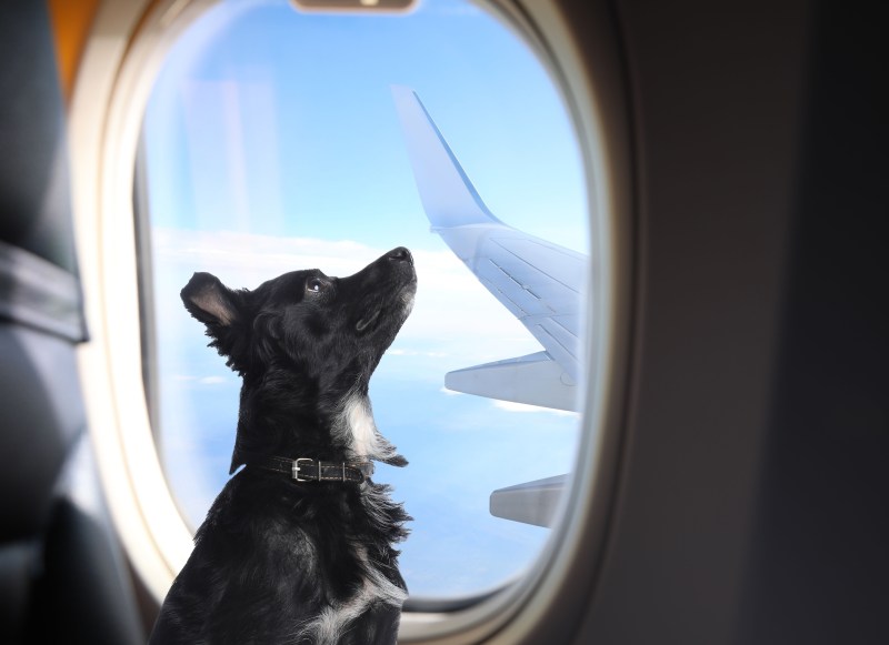 Luxury Vacations With Dogs