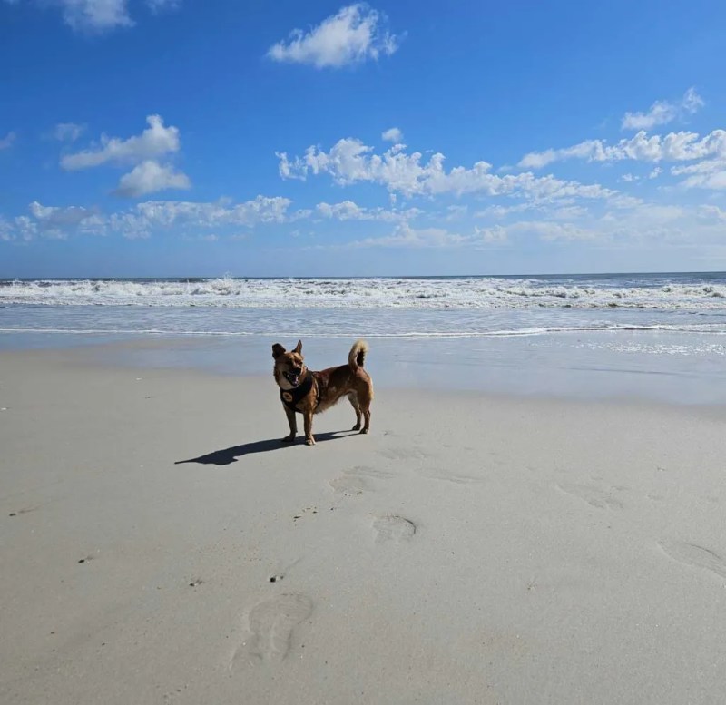 Map Of Dog Friendly Beaches In Florida